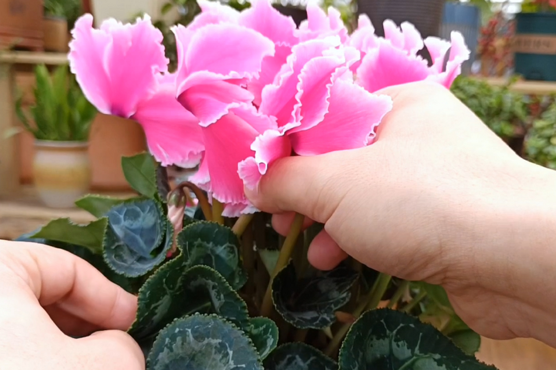 仙客来花语和寓意 仙客来又名兔耳朵花,花名含有"仙客翩翩而至"的寓意