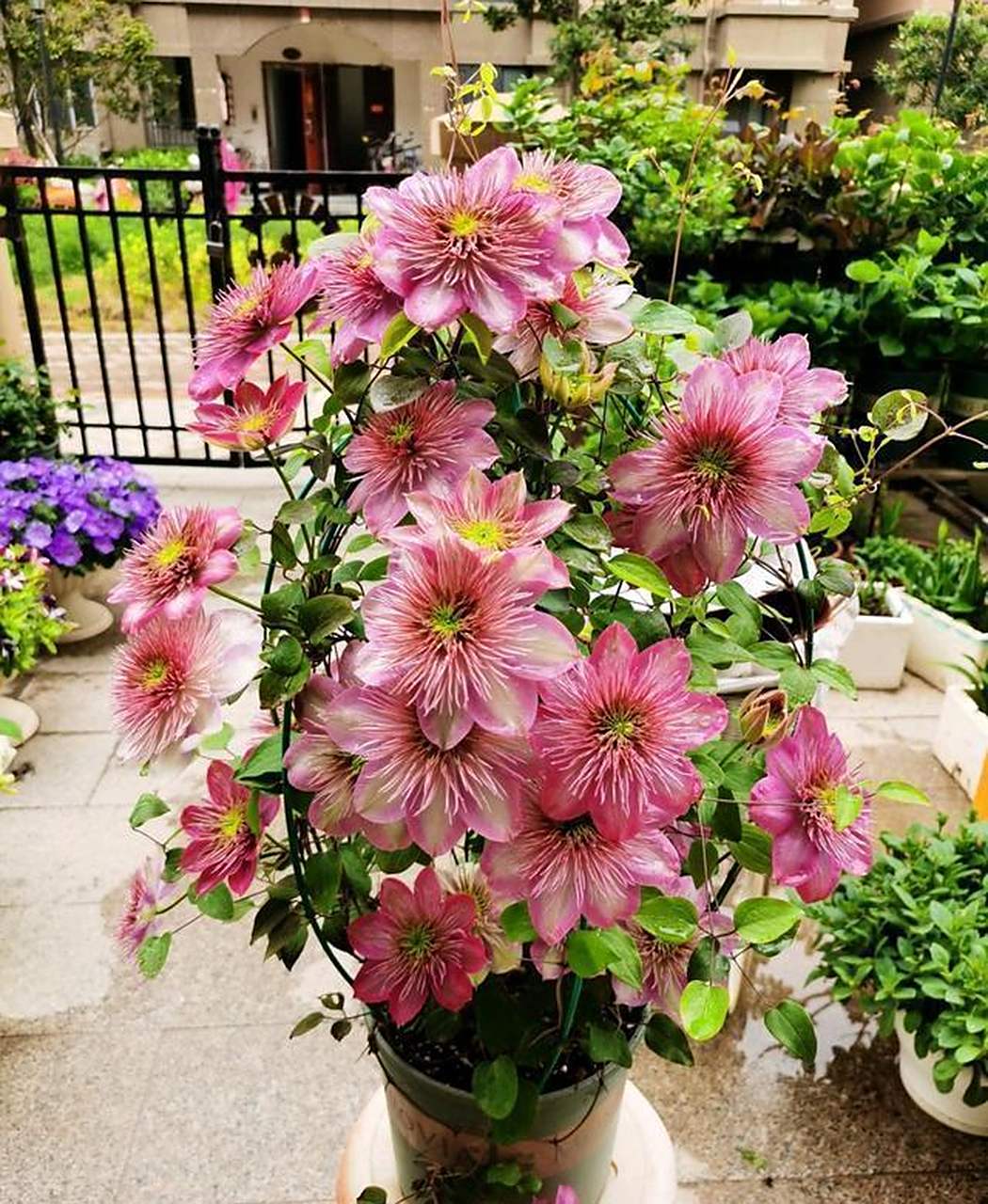 有着"藤本花皇后"的美誉,而我今天要分享的是铁线莲里的经典品种