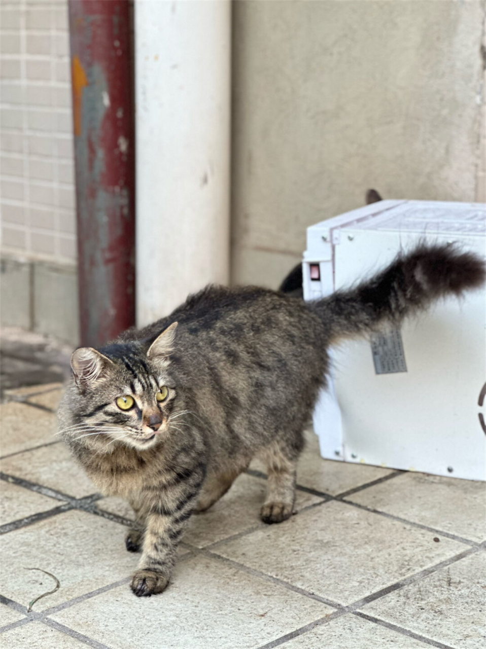 长毛狸花猫 小时候图片