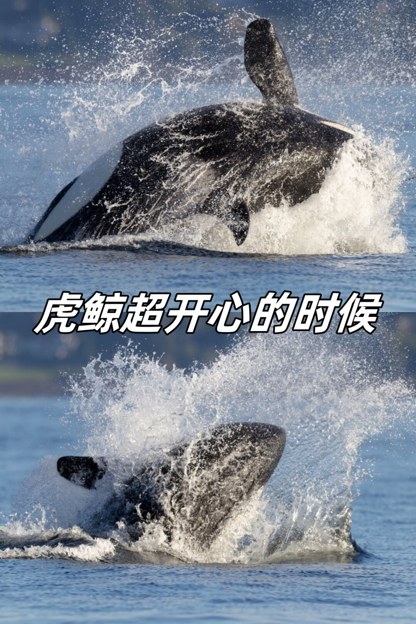 快乐时刻:虎鲸开心的模样  在解决了午餐之后,西海岸过客型虎鲸t109a2