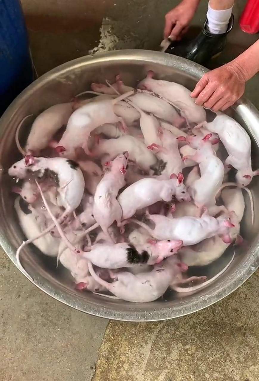 网友:请问老鼠肉应该怎样做才好吃呢?