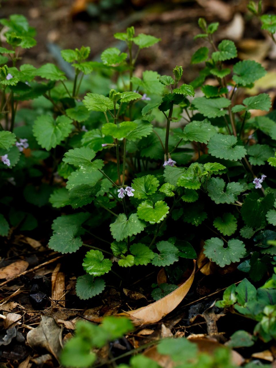 活血丹,常年生长的药草.#百科# #三农