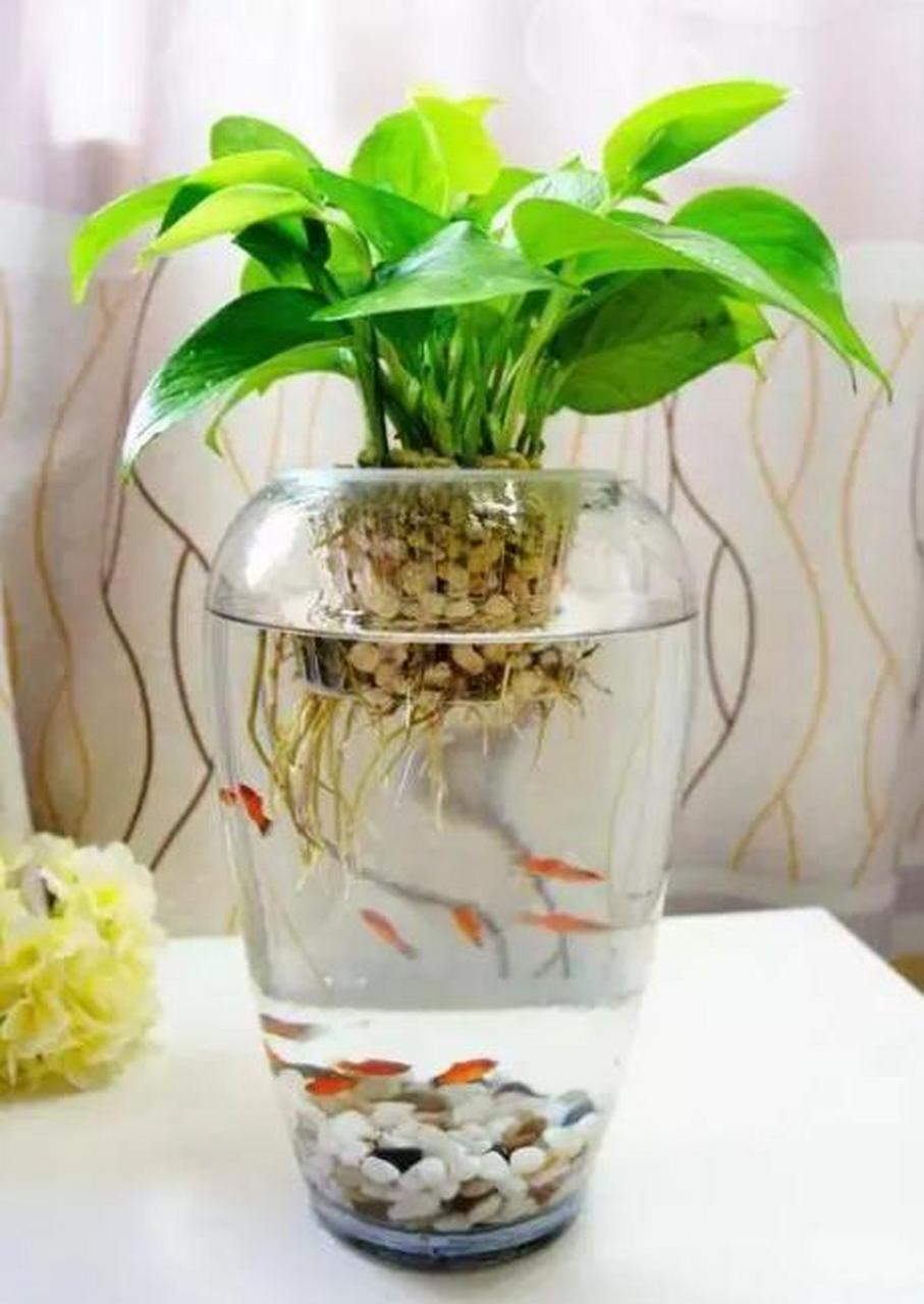 其实水培就是用液体代替土壤来种植植物.