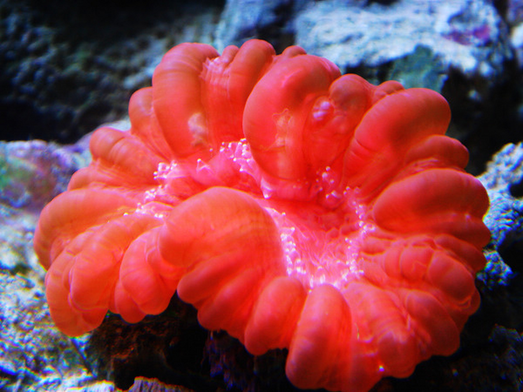 大花脑珊瑚:颜色丰富多彩,具有灰绿色,红棕色,淡蓝色等色泽,外表似