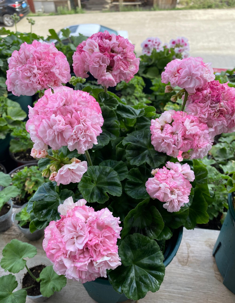 是天竺葵的"主场",给大家介绍一个适合阳台,窗台养的品种——重彩钻石