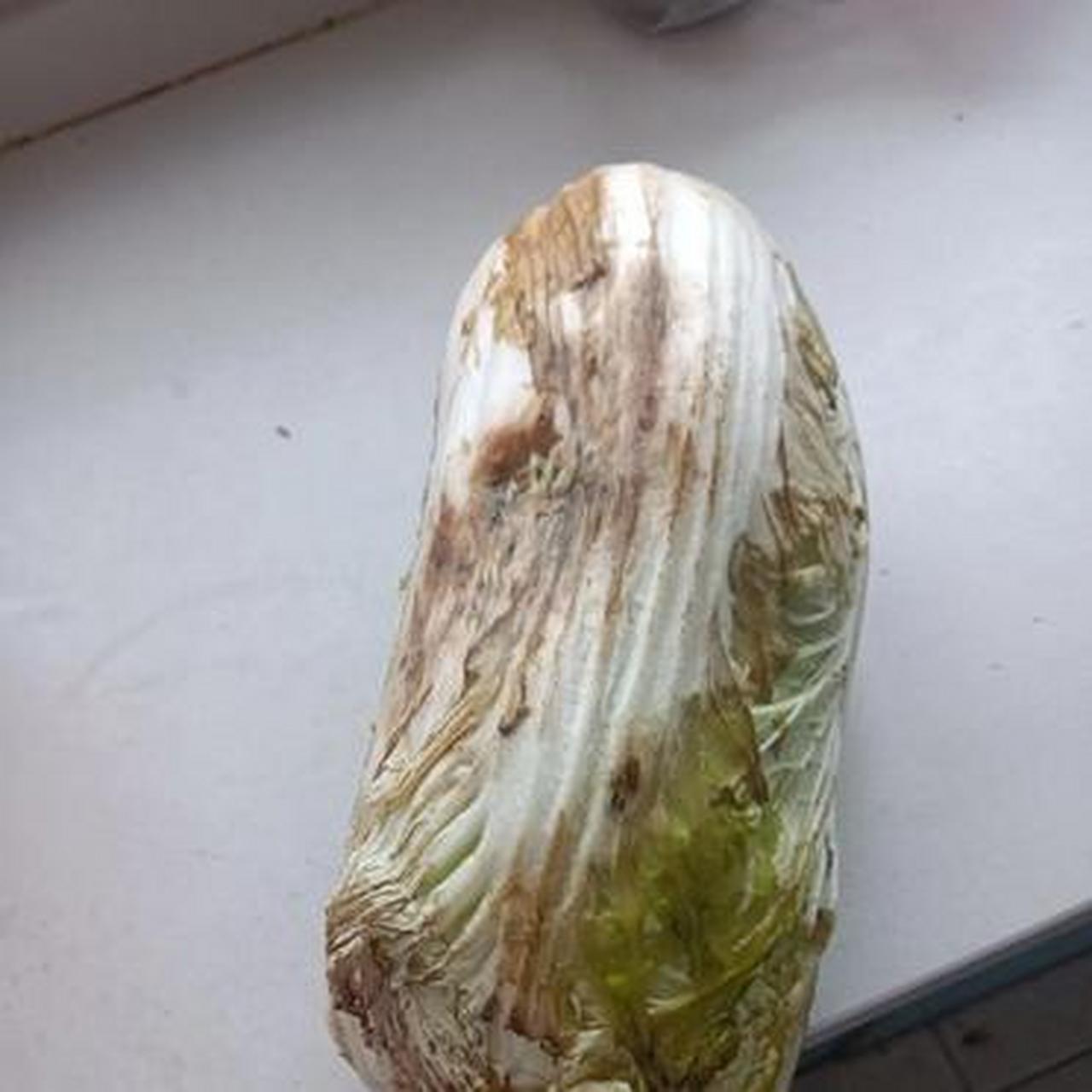 听说吃白菜能减肥,我却是无奈地捡了两颗烂白菜.