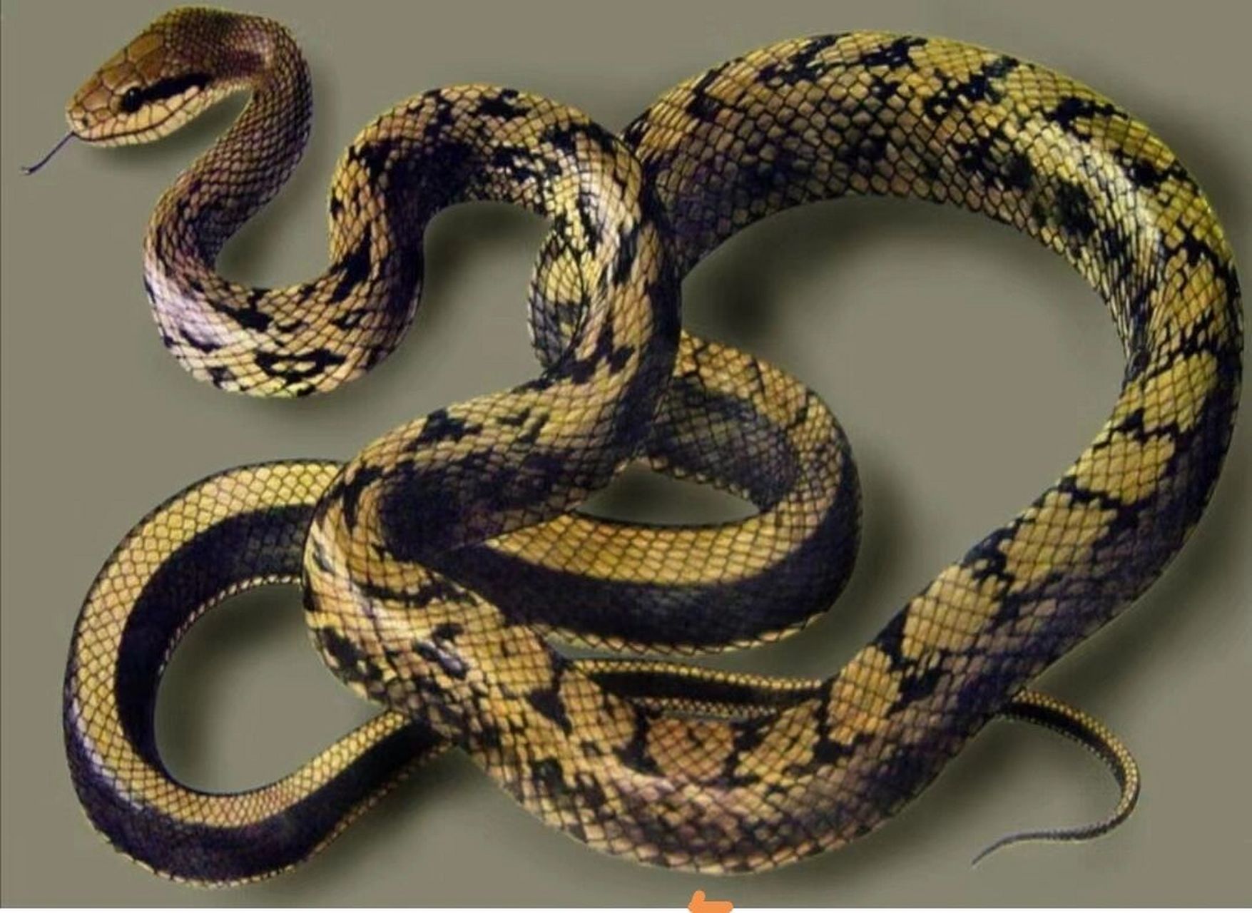 巧记英文单词snake千年等一回白蛇白素珍