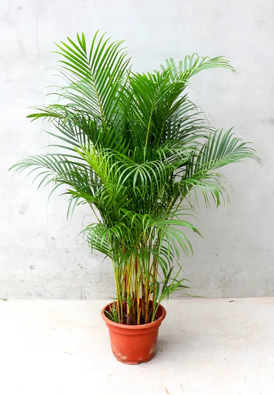 散尾葵,又名黄椰子,以其独特的叶形,优雅的姿态和出色的空气净化能力