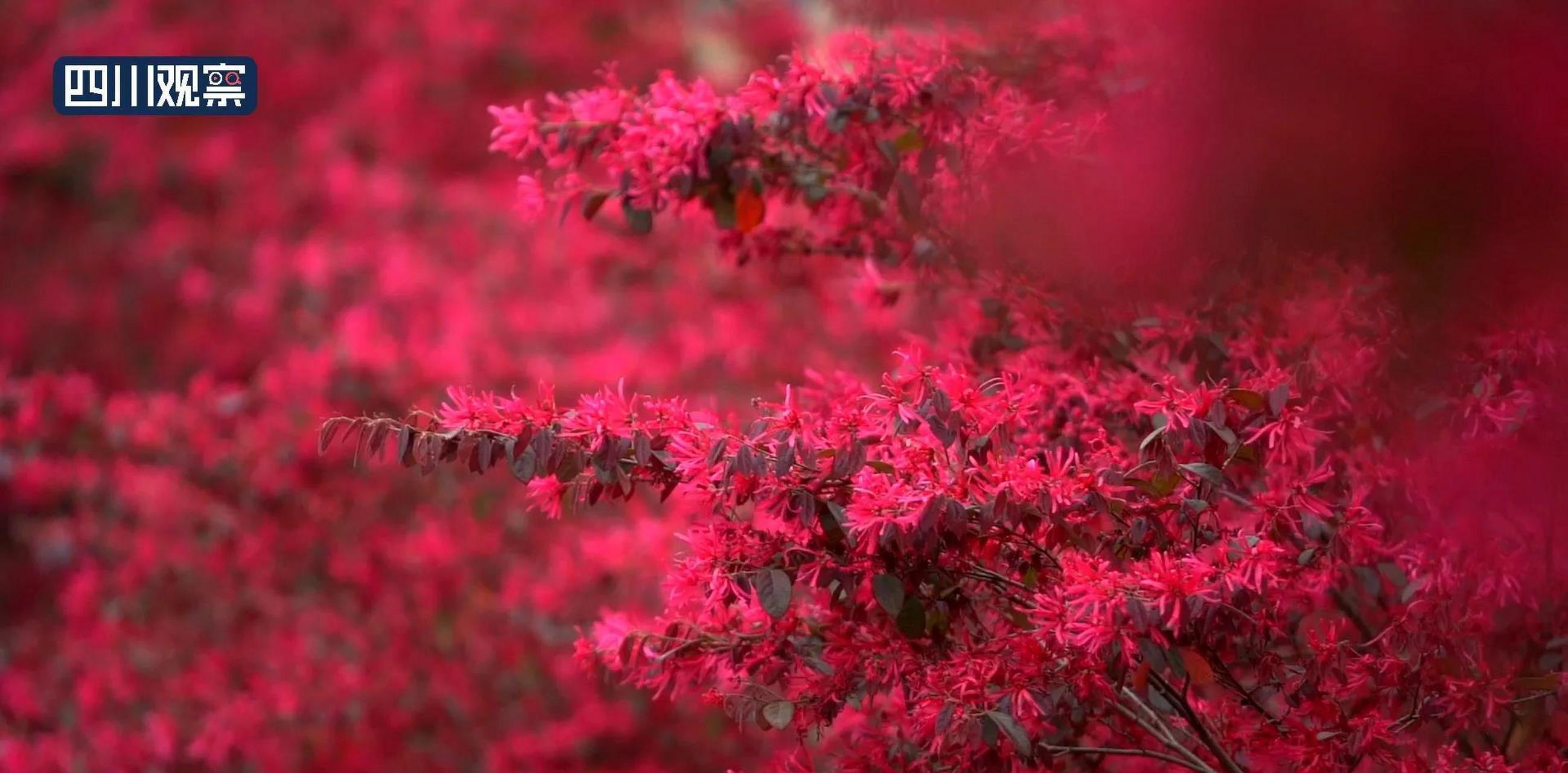 红花继木的花有美容功效吗