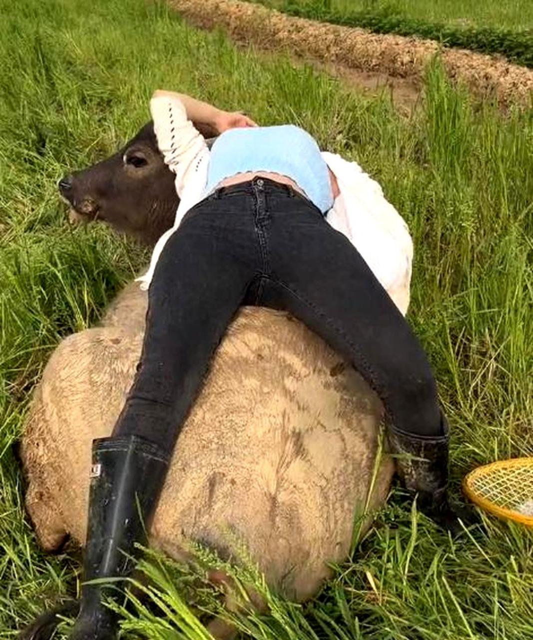 只有累死的牛,没有被耕坏的田.