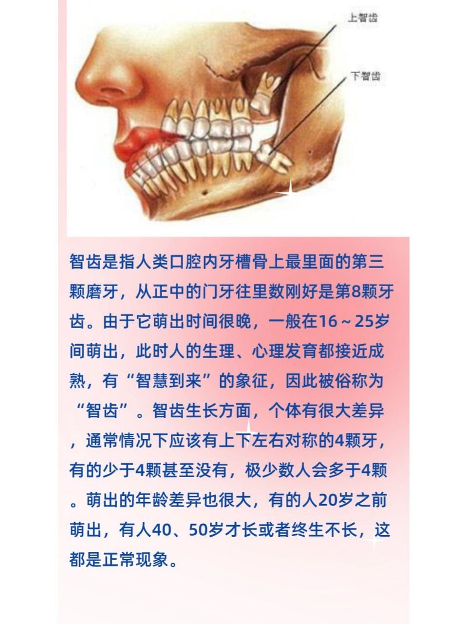 智齿是指人类口腔内牙槽骨上最里面的第三颗磨牙,从正中的门牙往里数
