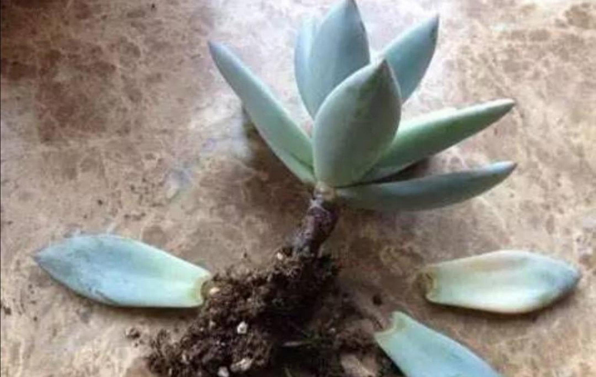 多肉植物黑腐病多发生在高温高湿的环境中,更容易感染细菌引起黑腐病