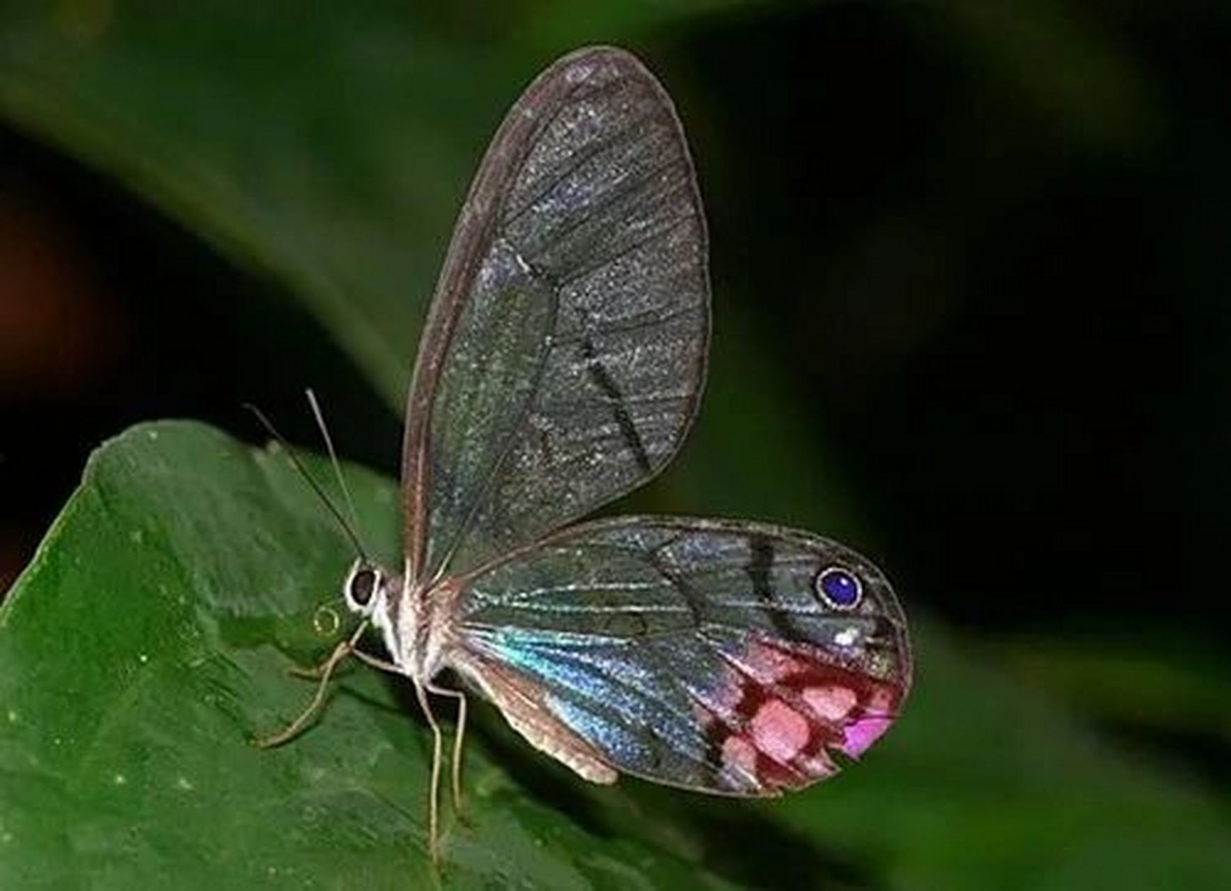 美丽的生物总是让人愉悦 宽纹黑脉绡蝶 优雅又美丽 透明的翅膀在阳光