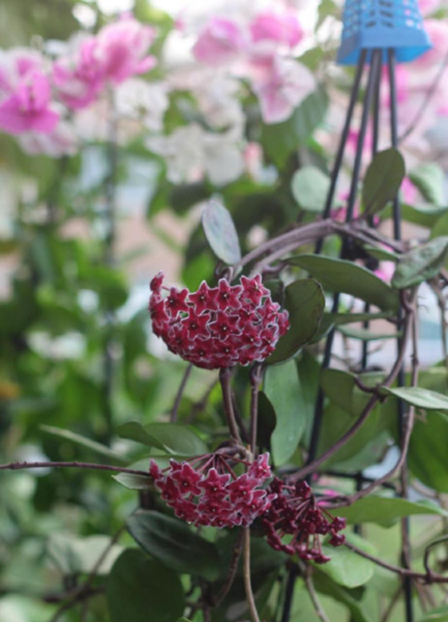 叶花共赏的球兰,每日有3-4小时充足的散射光照,便会开花不断.