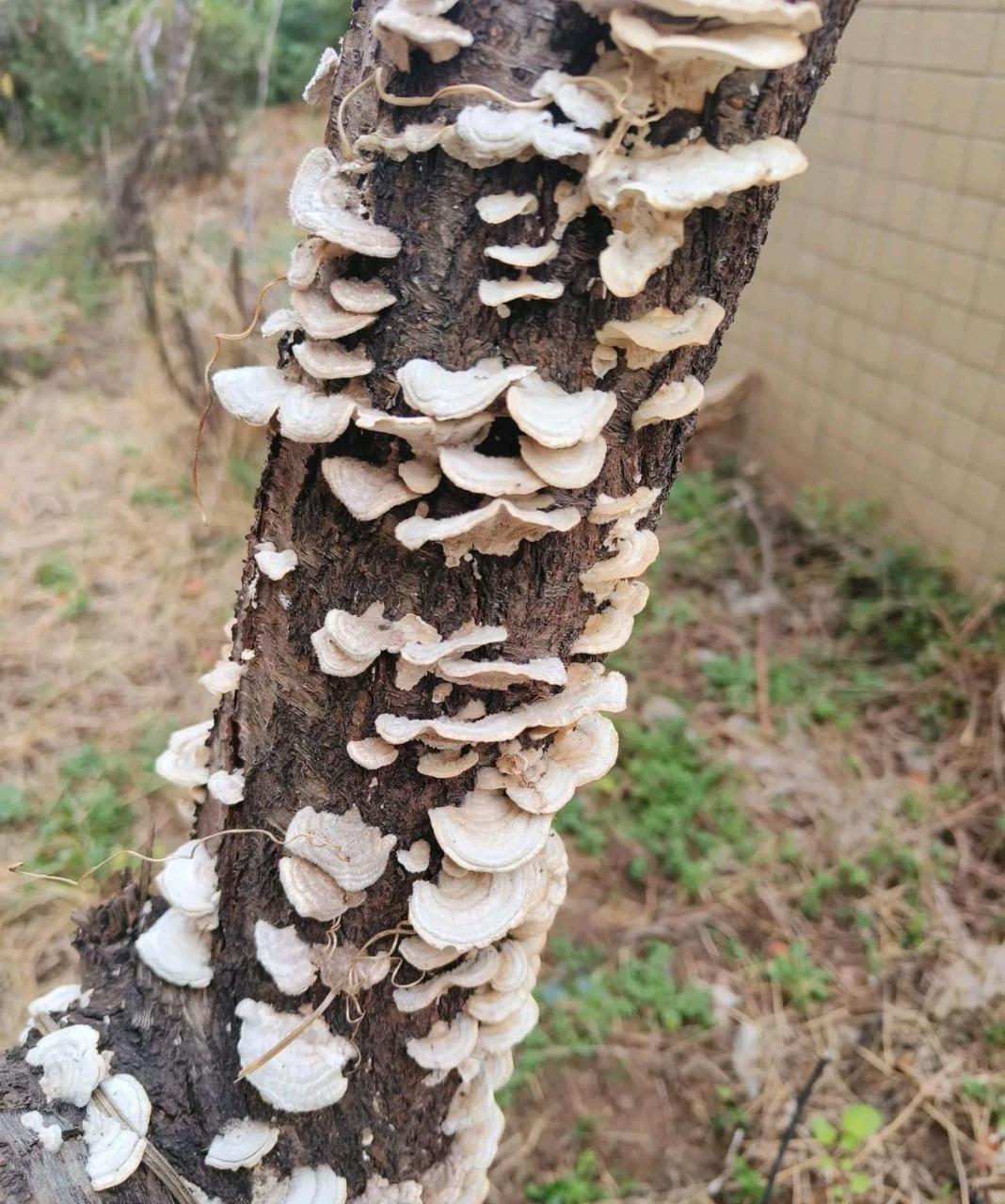 帮邻居问问,桃树上长的蘑菇,能吃吗?