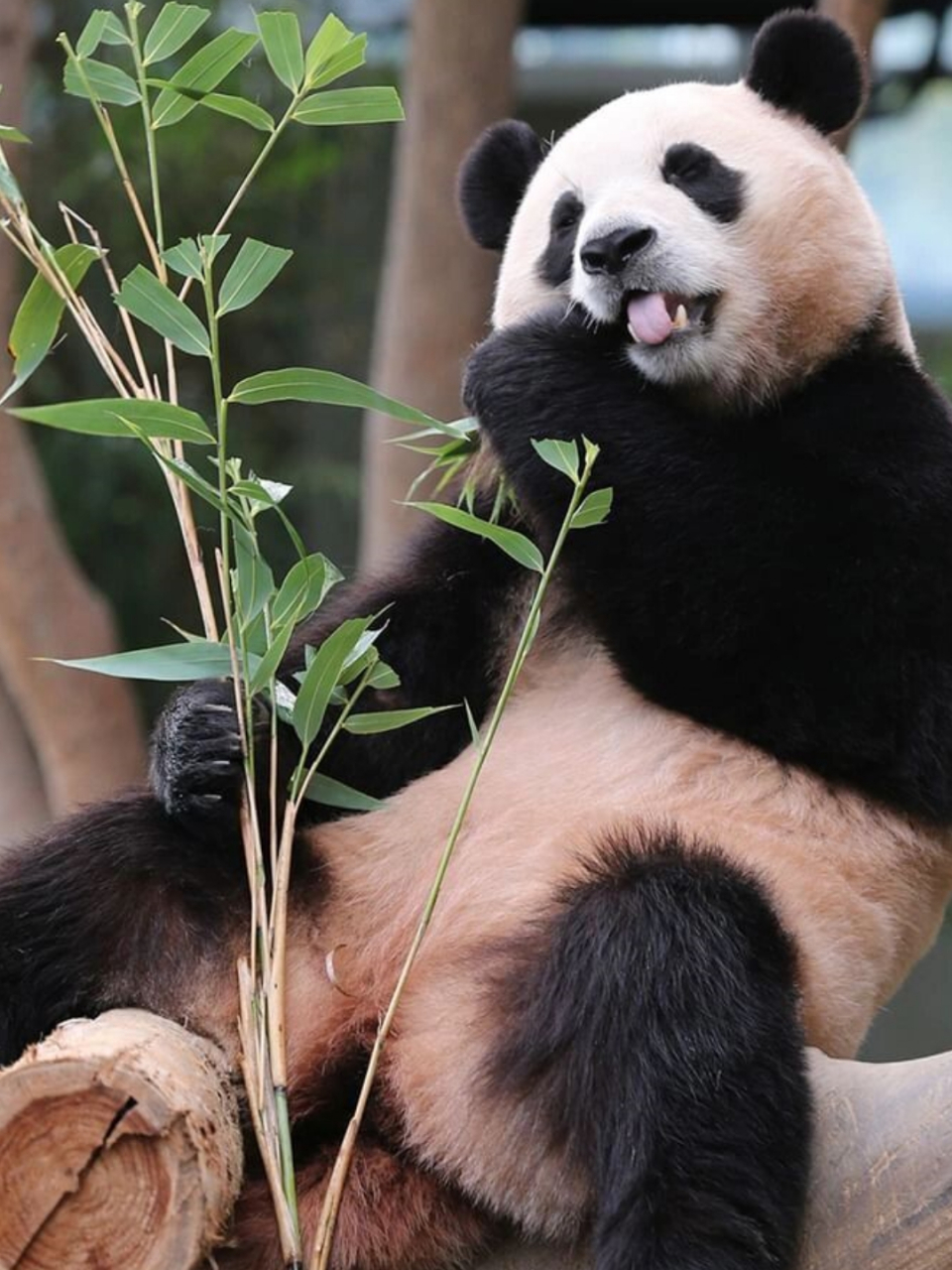 旅韩大熊猫  爱宝乐园官方更新福宝照片,展现可爱宝宝