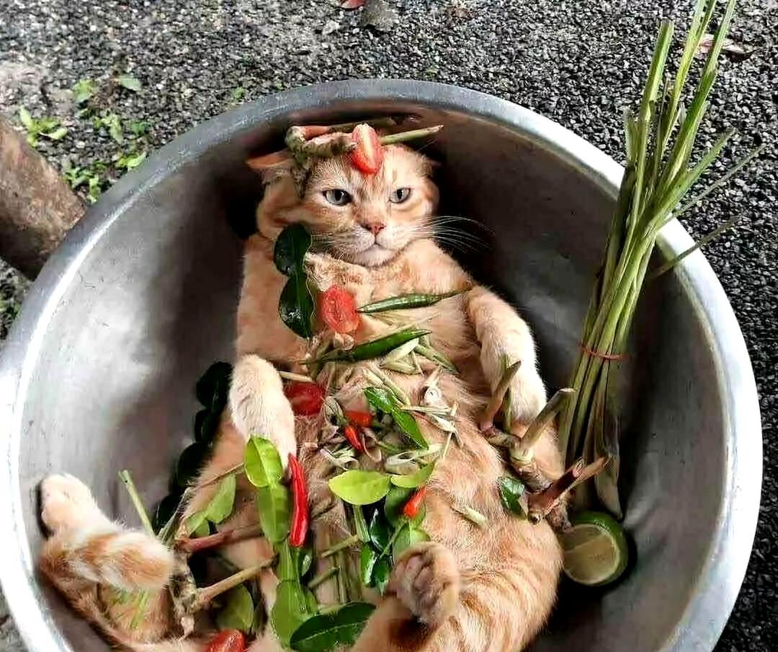 一般人可能没有尝试过用大铁锅清炖猫咪吧?