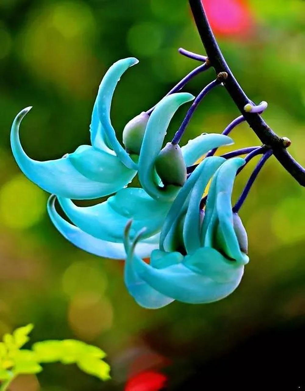 碧玉藤又称翡翠葛,由于属于藤类,是廊架,花亭,景墙等的外挂攀援的藤