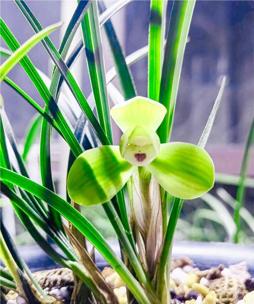 春兰梅形水仙西神梅,1912年无锡荣文卿选育命名,产于浙江奉化大雷山.