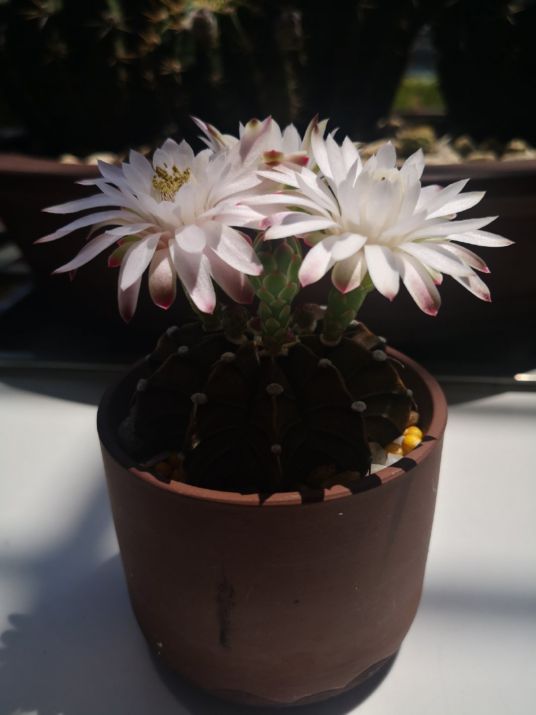 肋骨牡丹开花图各种牡丹仙人球图片肋骨牡丹仙人球与短毛丸仙人球哪个