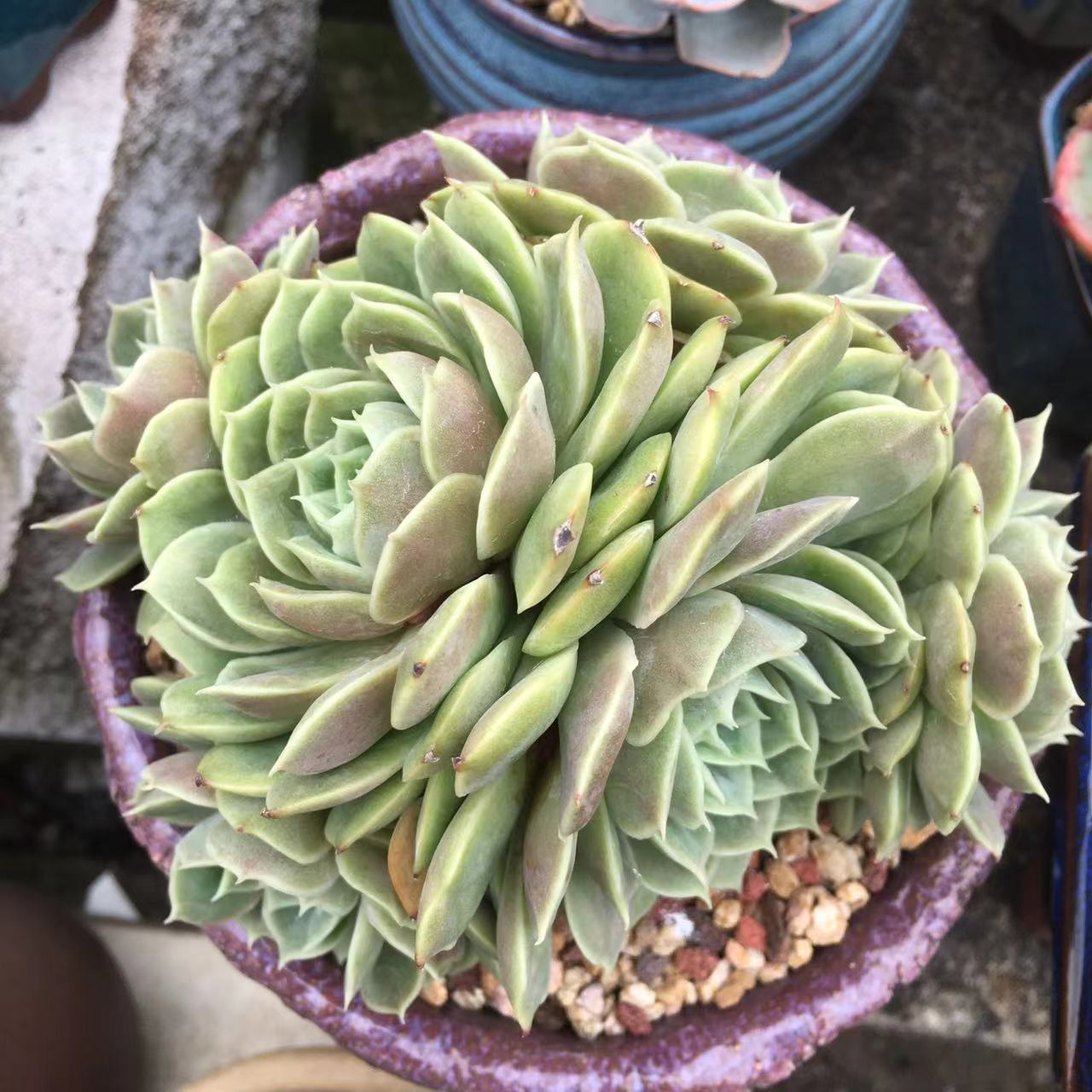 多肉圣诞东云,红粉佳人,高砂之翁,苯巴蒂斯,哈利沃森,虹之玉和昂斯诺