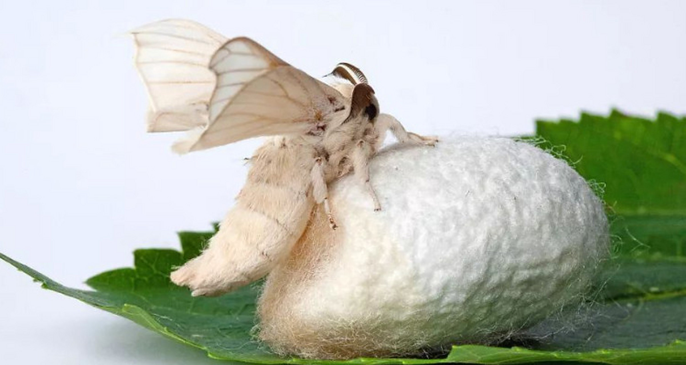 蚕,又称丝绸之虫,是一种常见的昆虫.