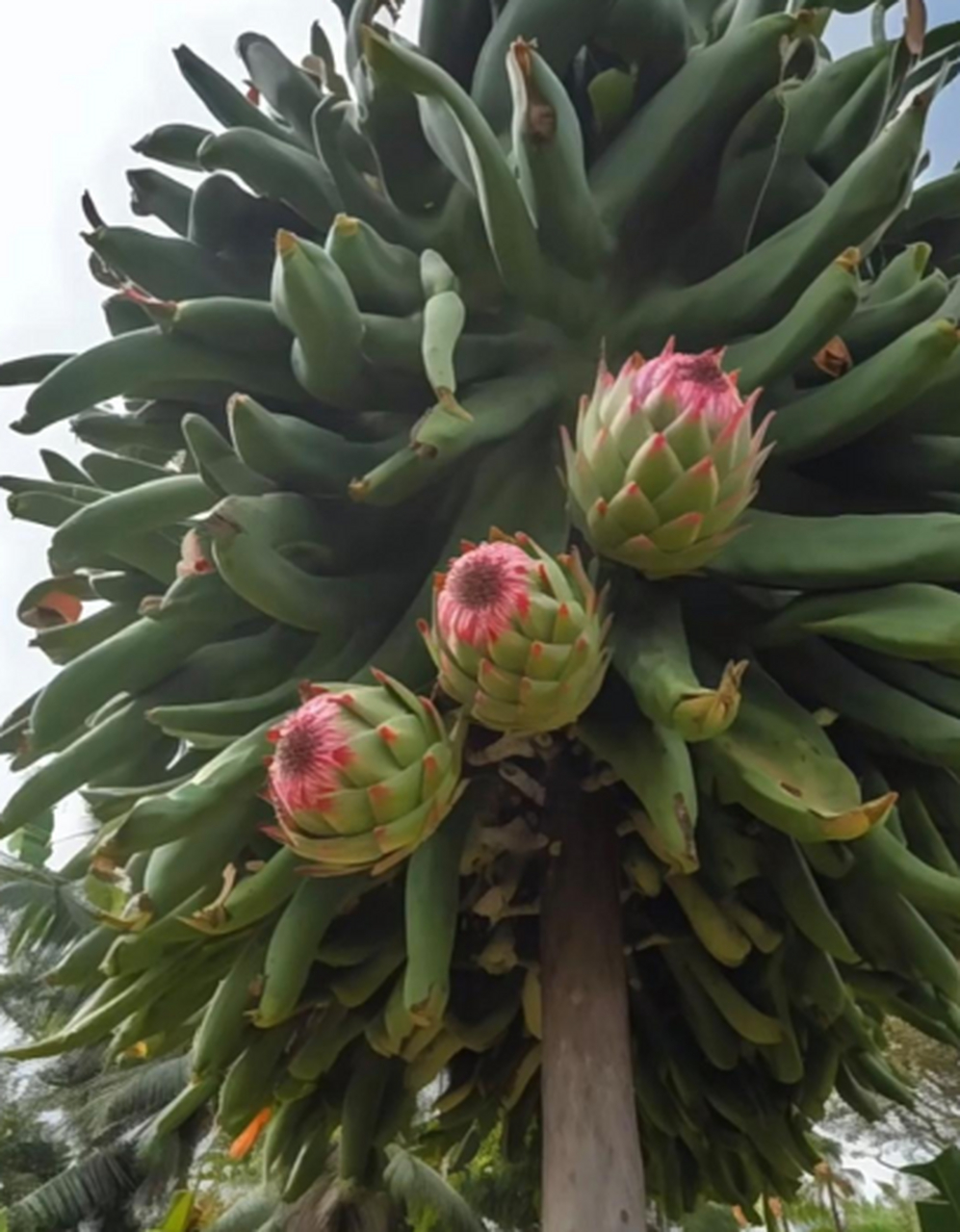 火龙果树是长这样的吗?