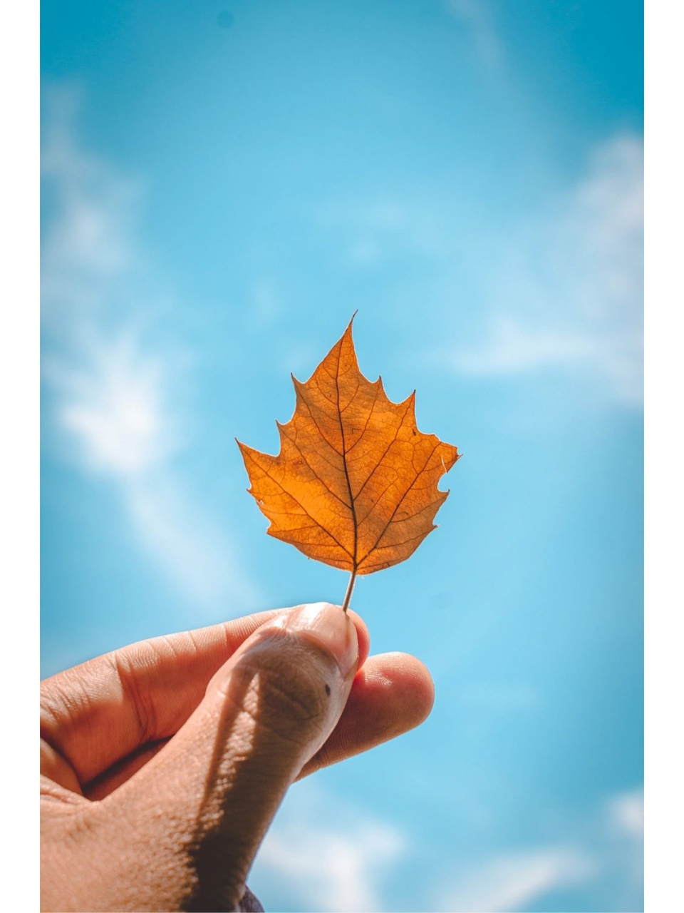 秋分壁纸|分享几张喜欢的"秋"  秋天 不急不躁 不快不慢  象征着成熟