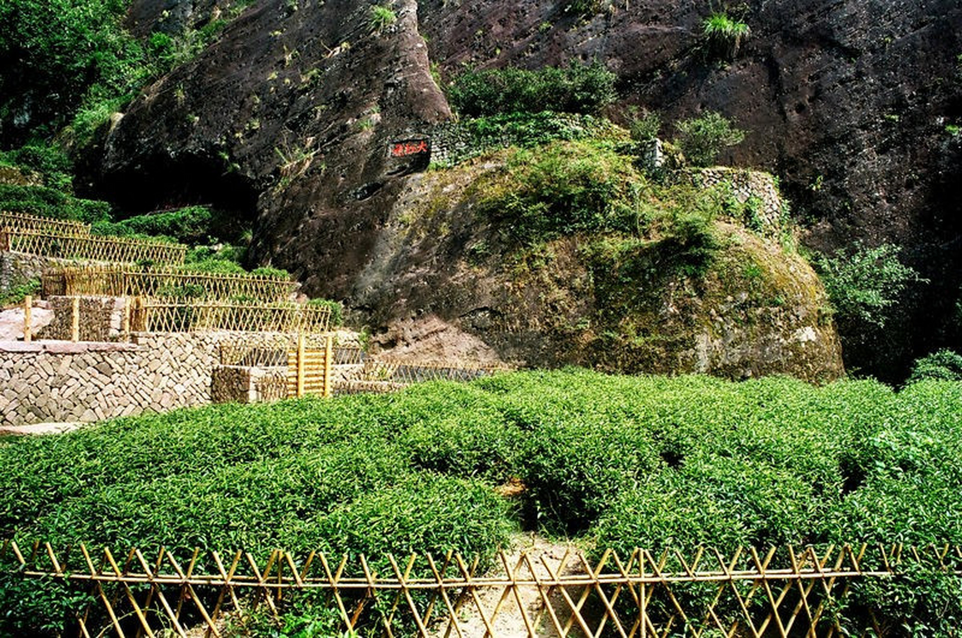 福建武夷山大红袍母树图片