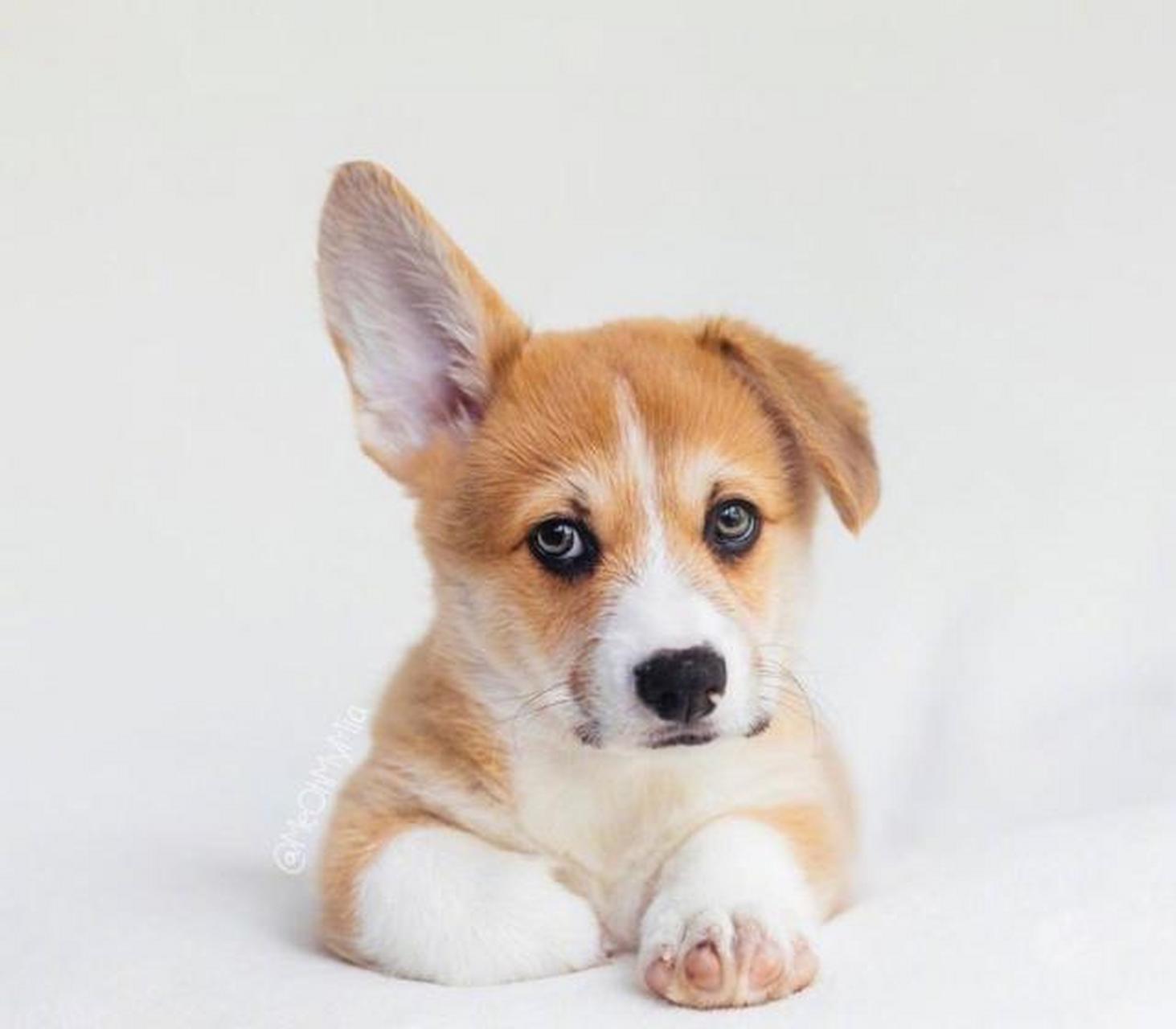 一边耳朵支起來,另一边耷拉着,又萌又可爱.