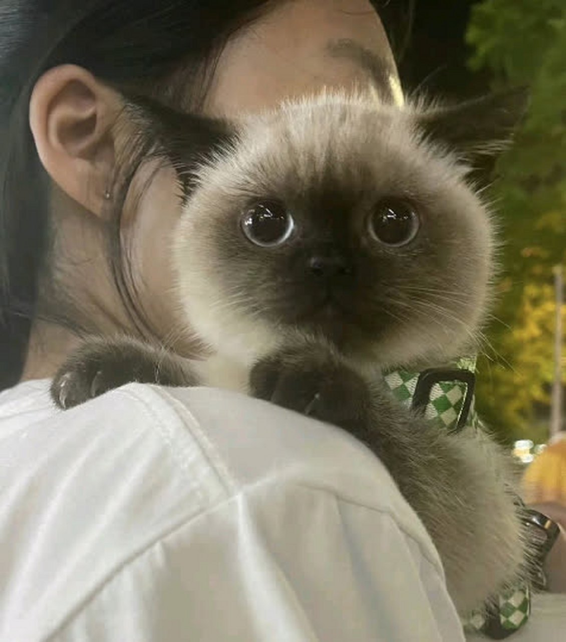 挖煤猫#趣图搞笑