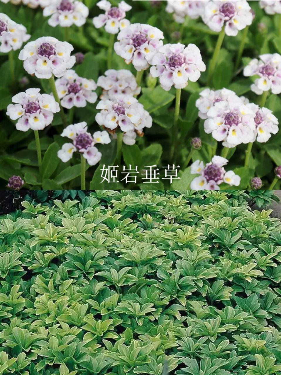 金叶过路黄: 金叶过路黄是一种生长迅速,蔓延性强的植物.