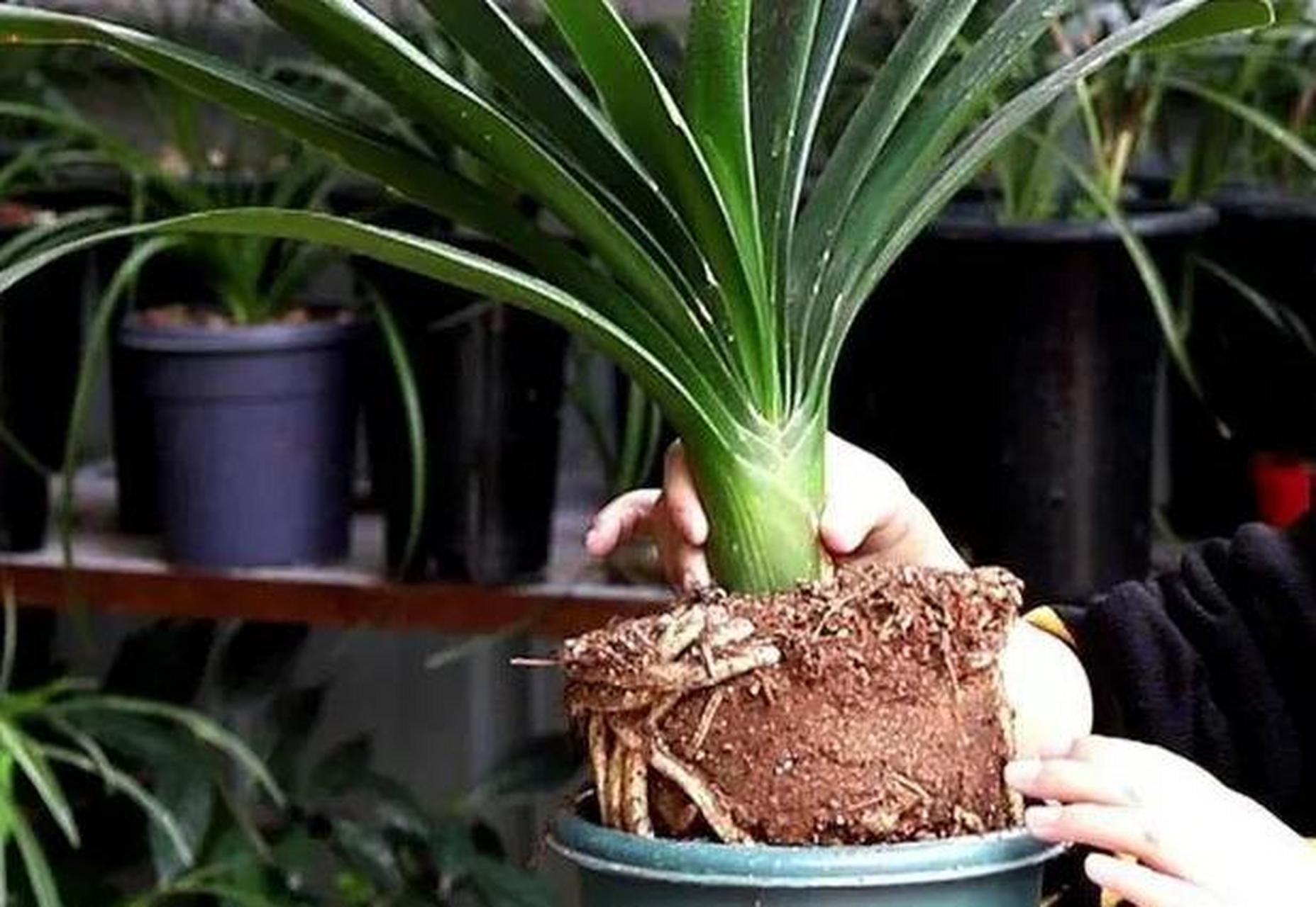 君子兰土壤的配制方法介绍.