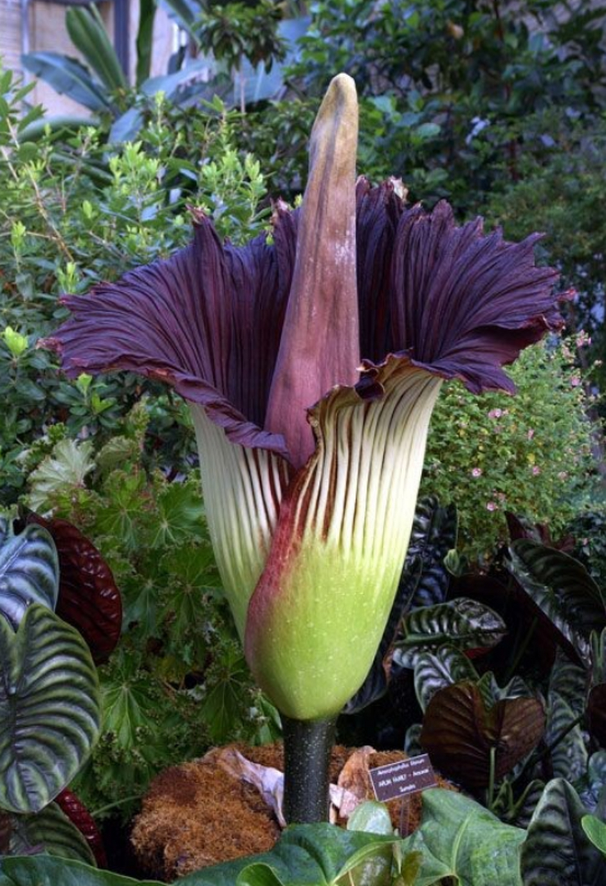 巨魔芋的花朵又大又好看,是世