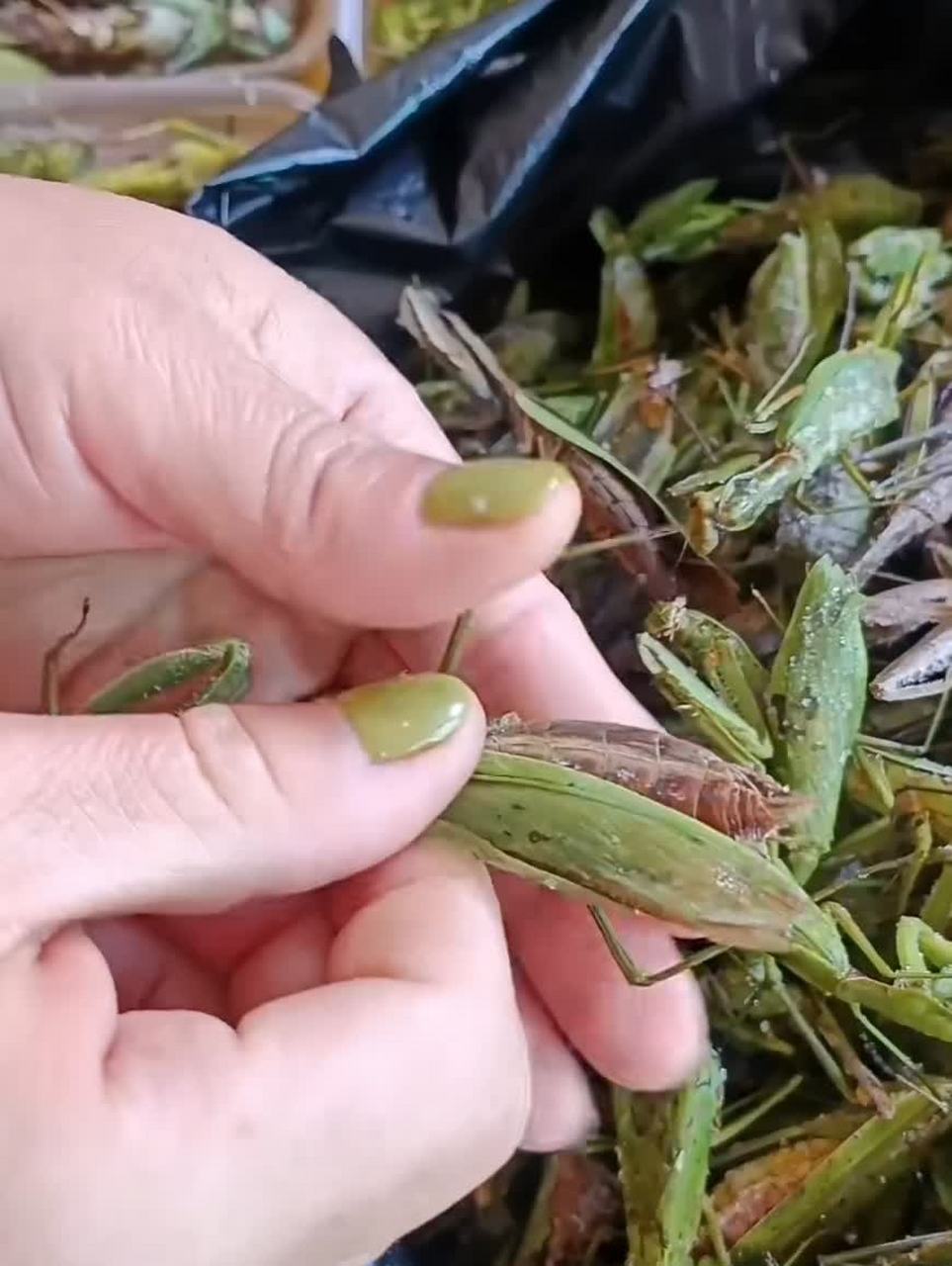 这个季节的螳螂这么胖吗? 被黄色覆盖.  [讨厌]