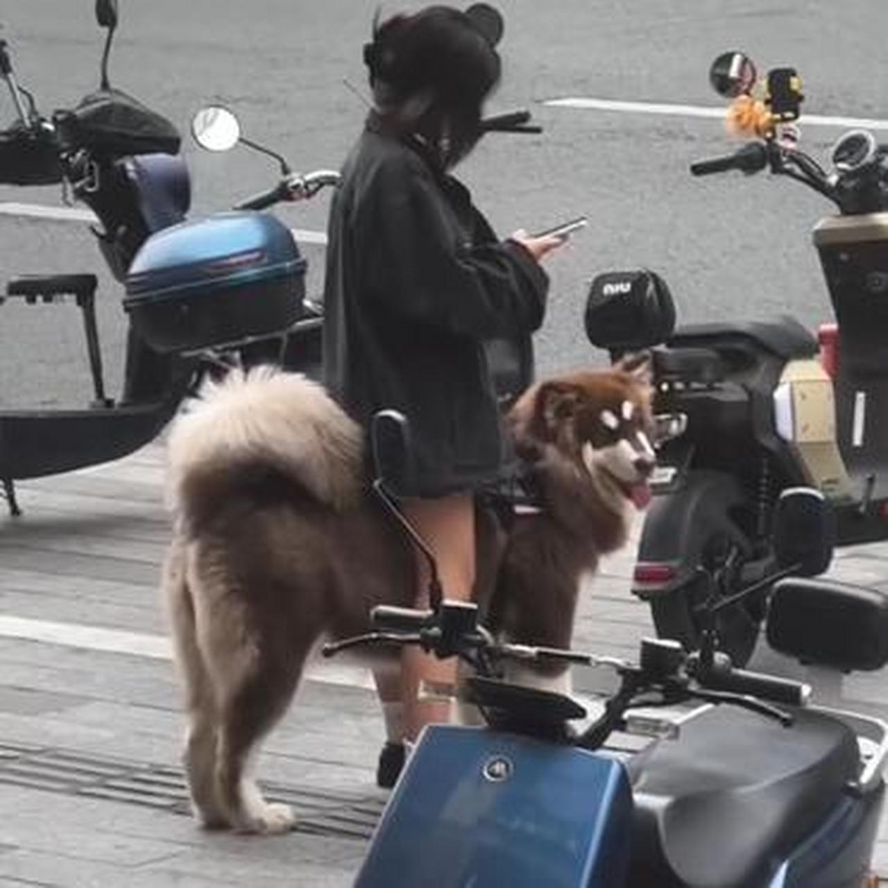 听说骑狗,结果当天会下雨,又说骑狗烂裤裆.妹妹,你胆子不小啊!