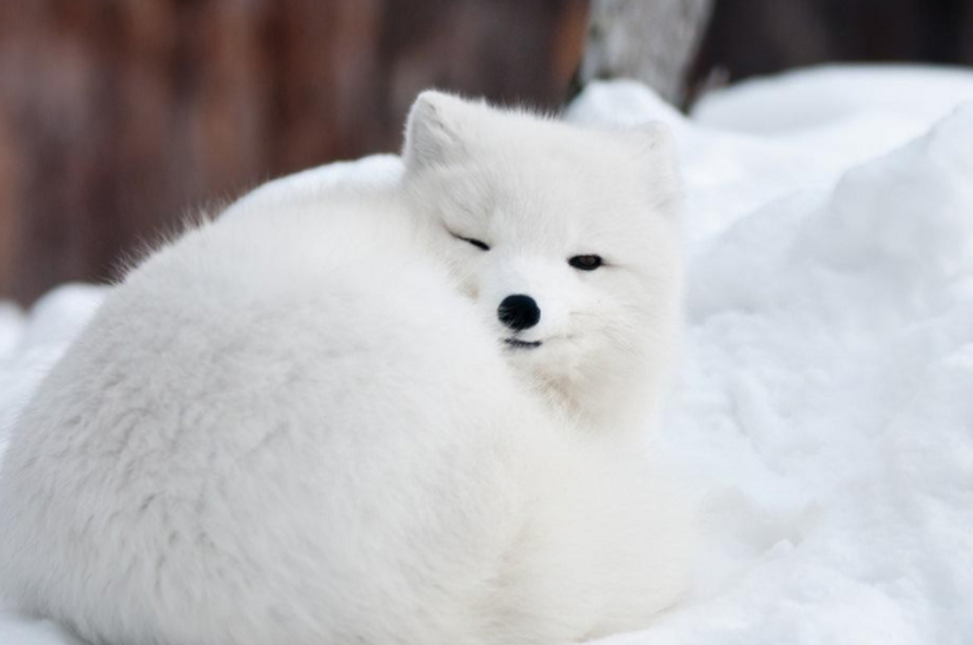 北极狐在很多人眼里都是白雪精灵一样的存在,可是谁又知道它们在尴尬