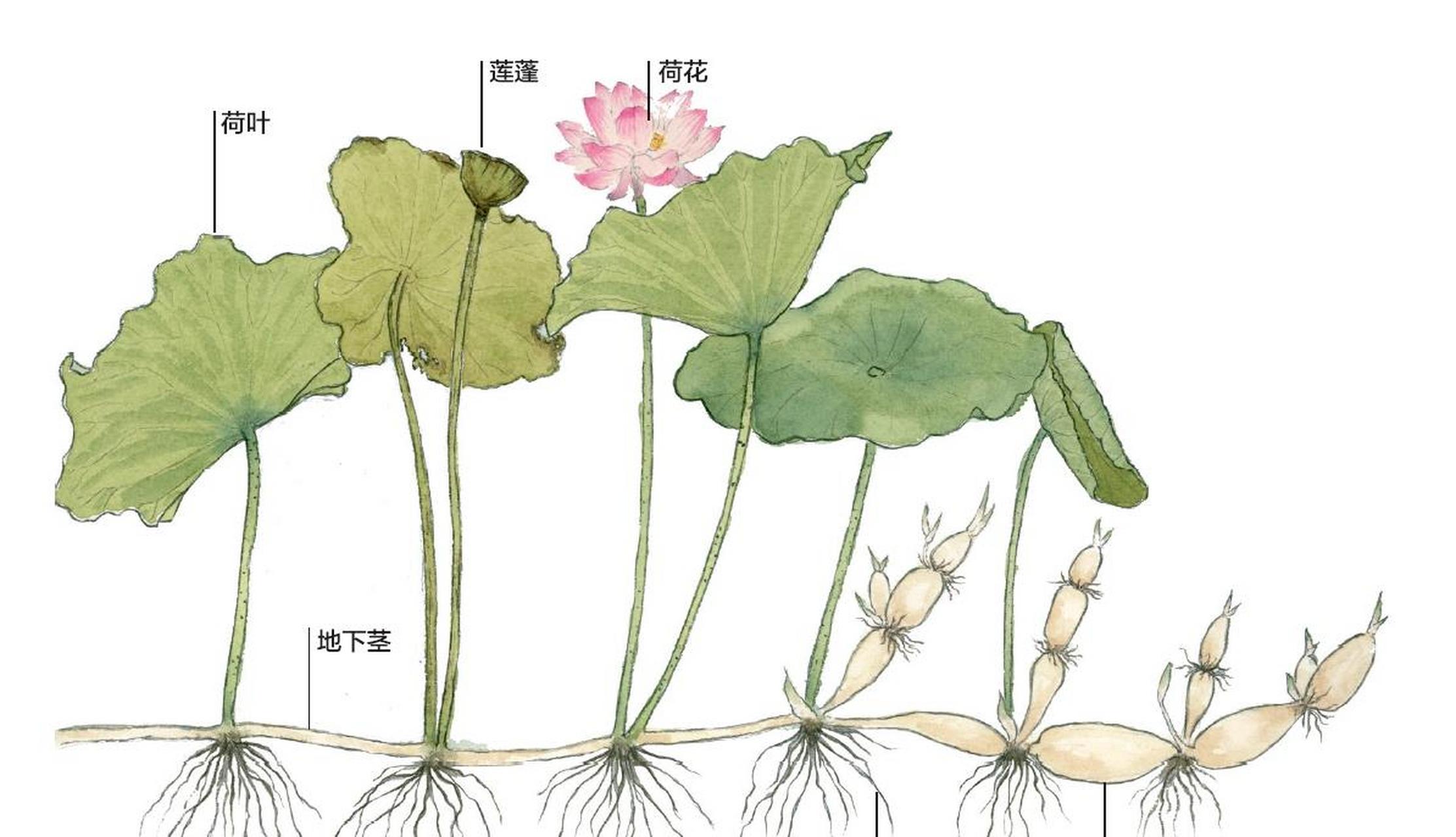 这张绘图从左至右展示了莲藕的生长过程.
