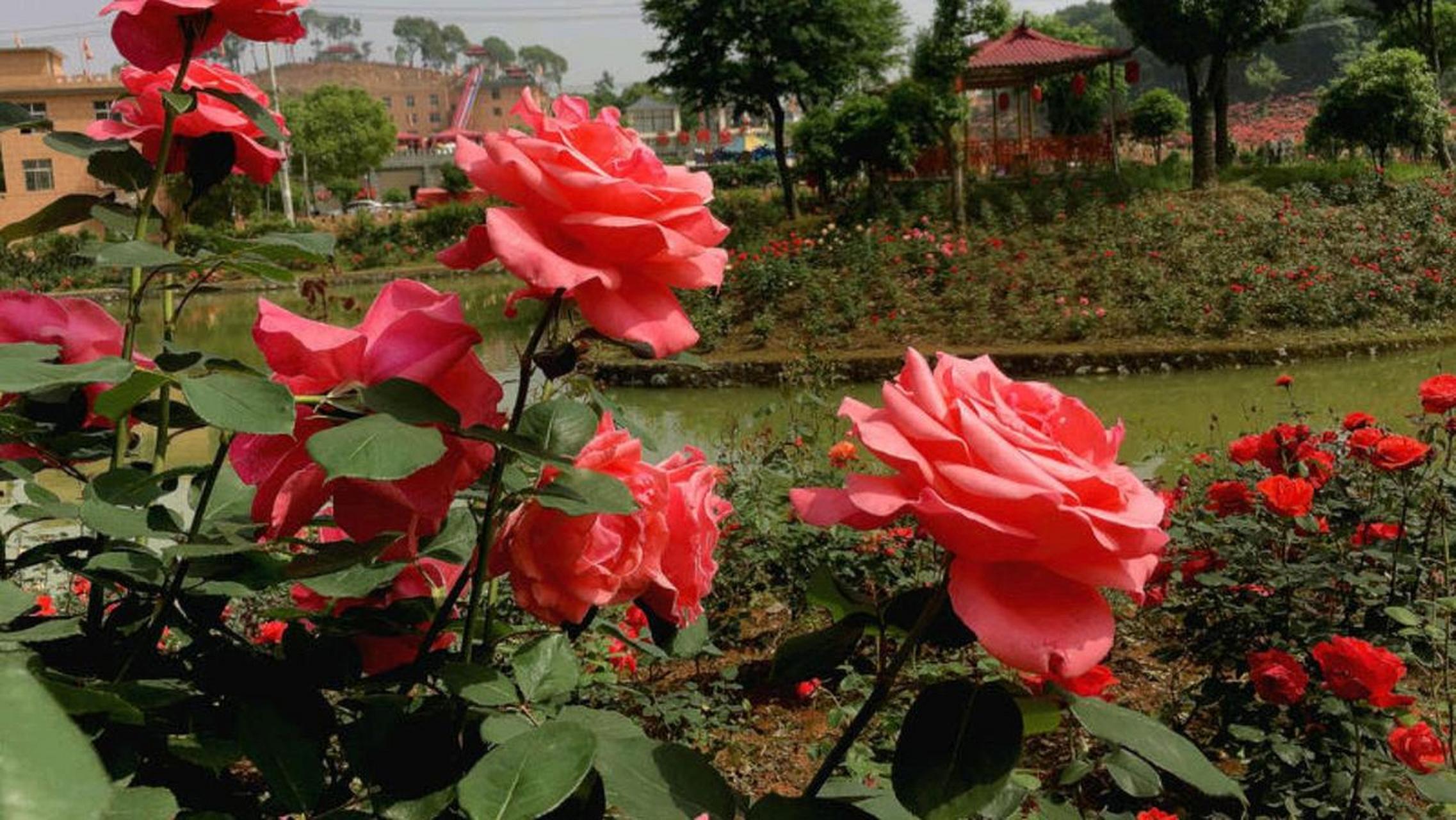 武汉花海石林风景区图片