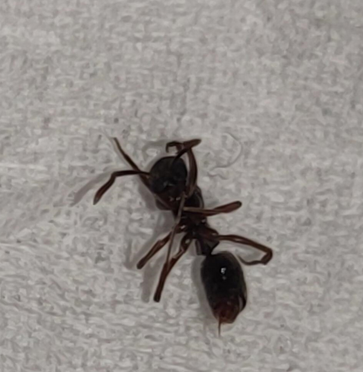 网友:求助 这个是什么虫子啊 有翅膀 有没有毒 手指只能叮 有刺痛