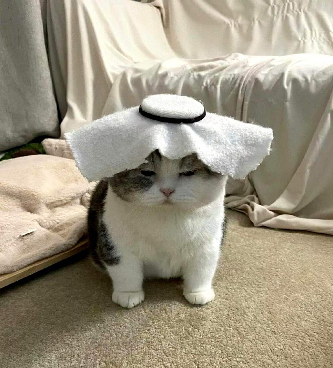 头顶一块布,全球我最可爱!