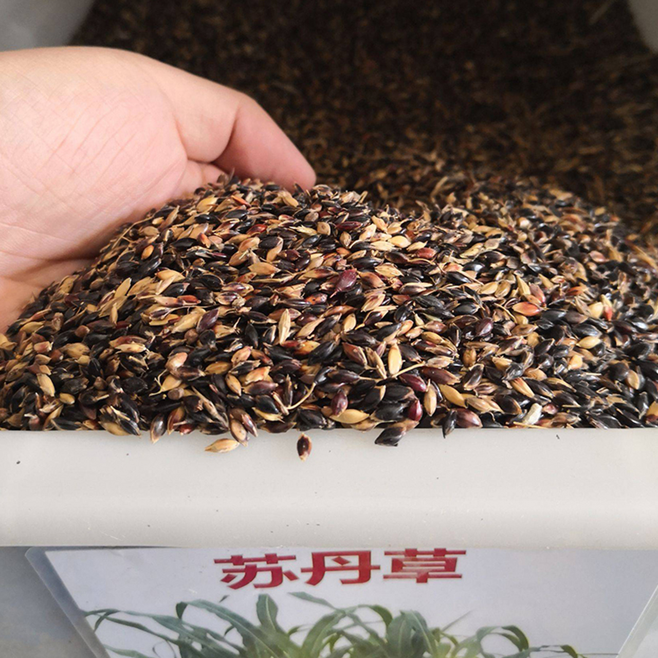 苏丹草种子,牧草草籽