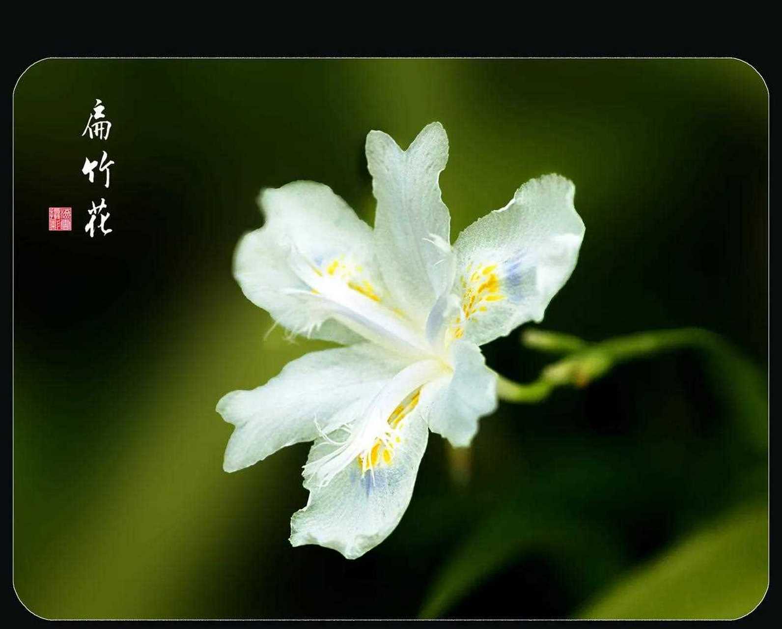 扁竹花图片