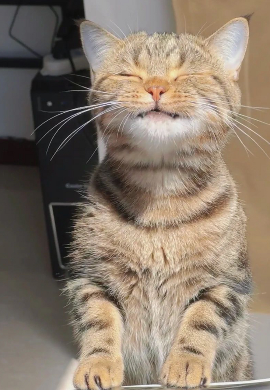 我想这只猫一定过的很幸福吧!不然怎么会露出如此陶醉的表情