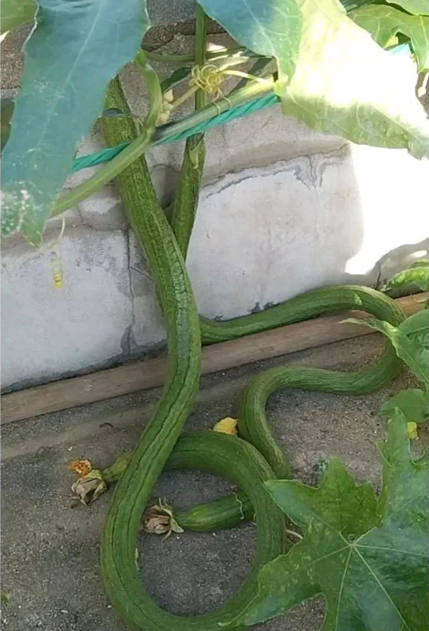 这丝瓜看起来像蛇一样.[开心]