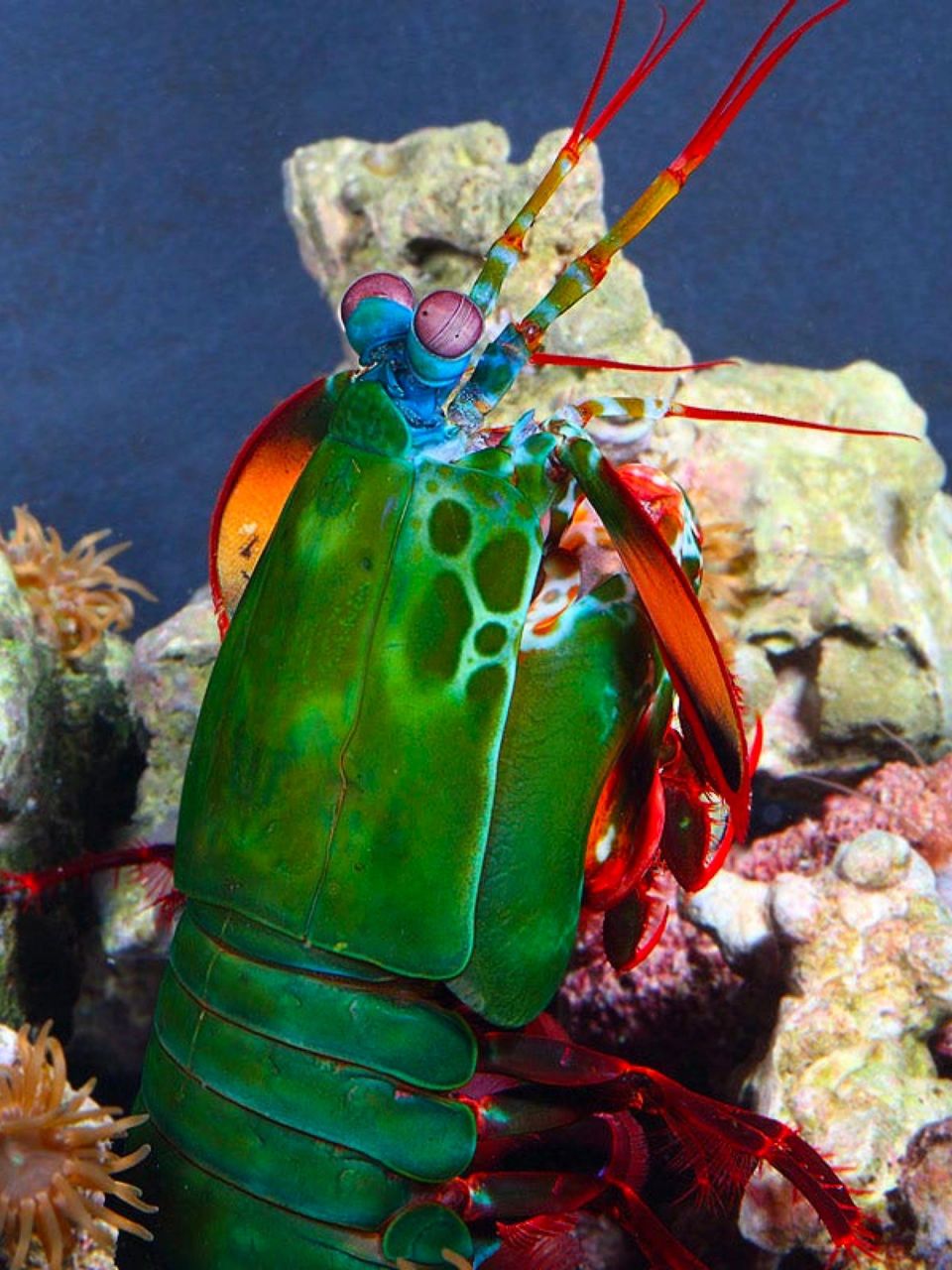 漂亮凶悍的海洋拳王 雀尾螳螂虾 学名:odontodactylus scyllarus 英语