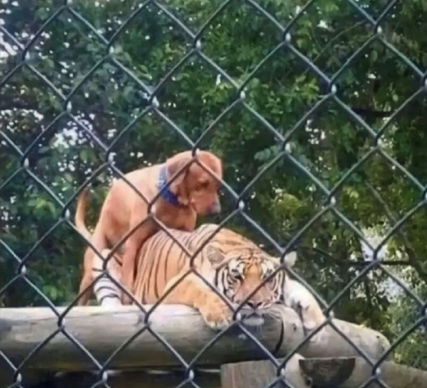 真实版,虎落平阳被犬欺[笑哭]