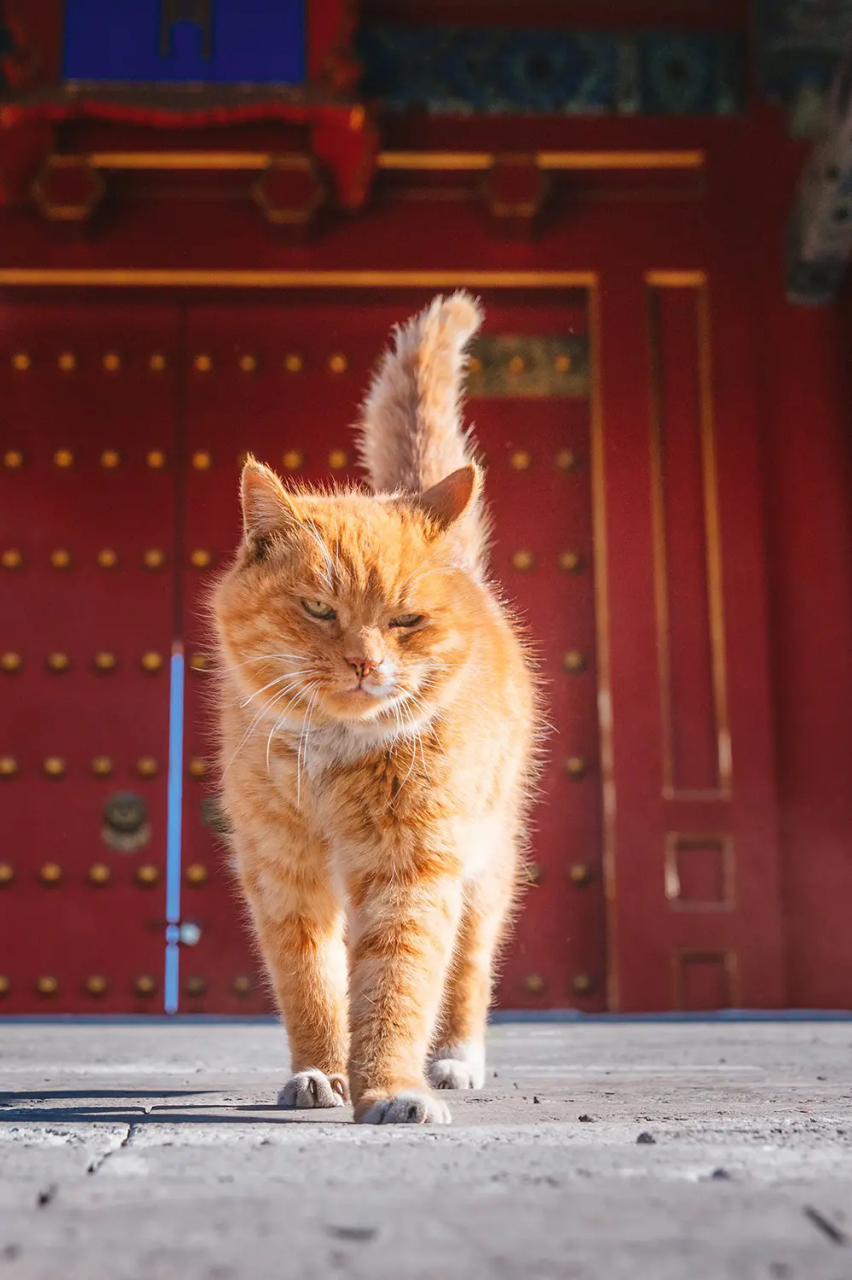 小崽儿,故宫里还有一只大名鼎鼎的御猫,他的名字叫做白点儿