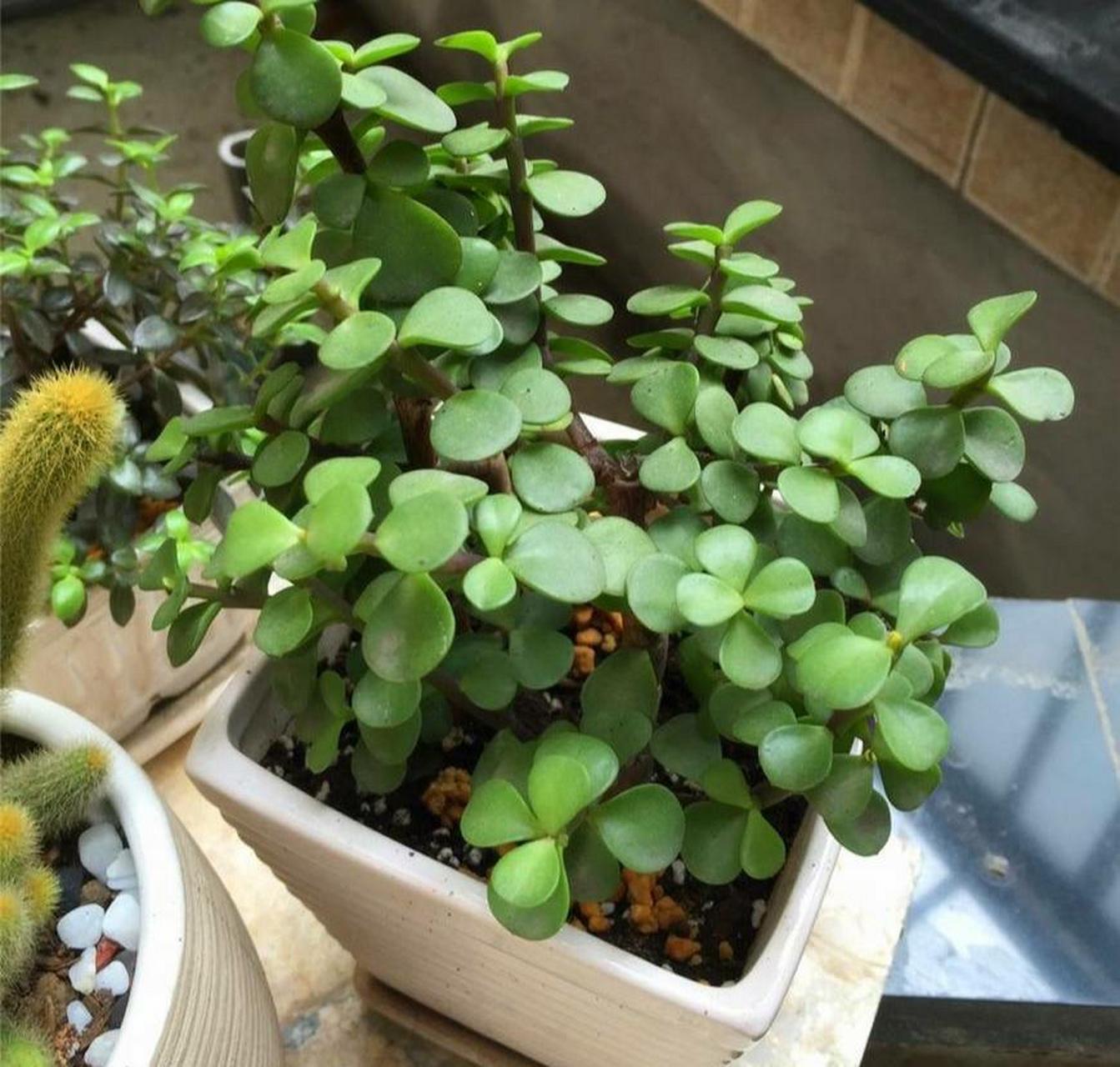 在给金枝玉叶上盆时,需要在土壤中添加适量的有机肥作为底肥,确保土壤
