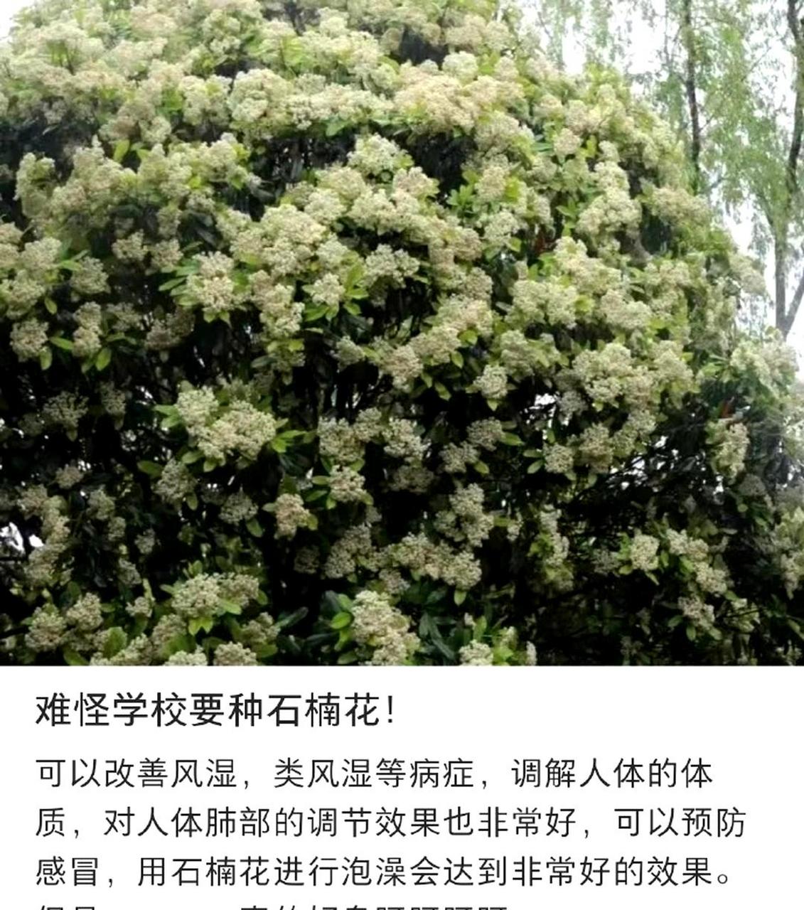 学校为什么要种石楠树(学校里面为什么要种石楠花)